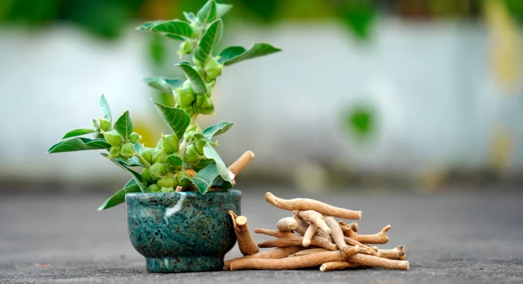 Cápsulas de ashwagandha asociadas a la regulación del cortisol y el eje HPA